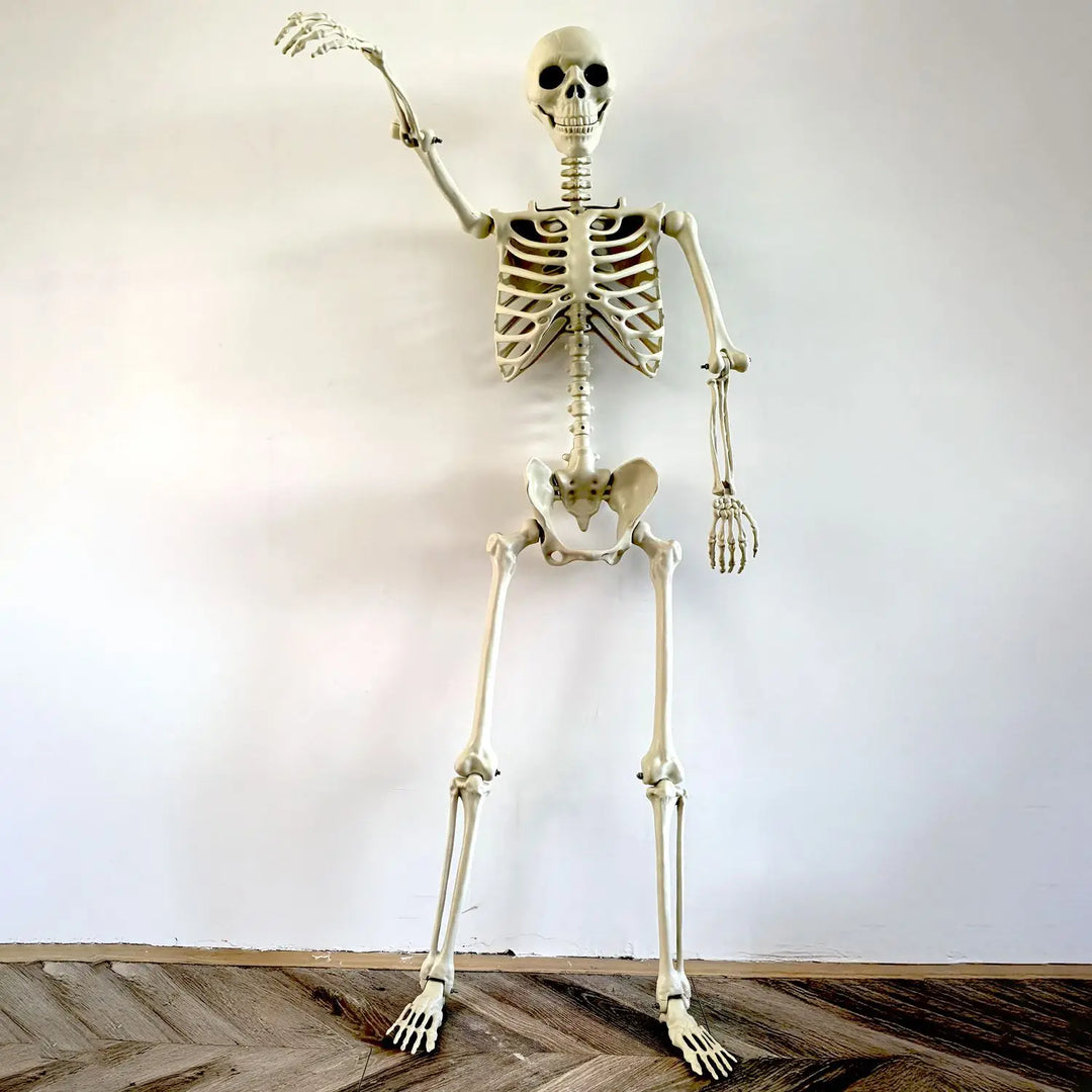 Skanto | Flyttbar menneskelig skjelett 90–165 cm — realistisk dekorasjon for Halloween og skrekkfester