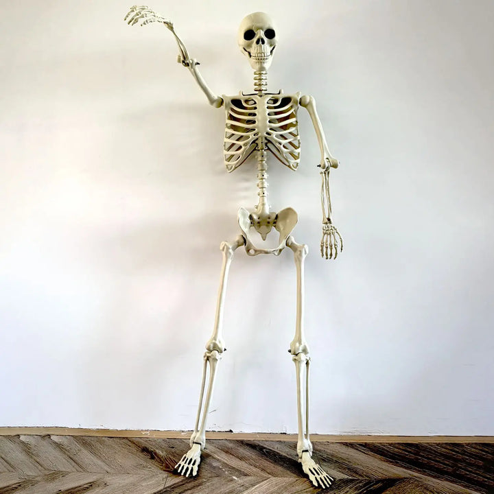 Skanto | Flyttbar menneskelig skjelett 90–165 cm — realistisk dekorasjon for Halloween og skrekkfester