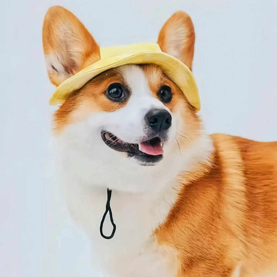 Skanto | Chic Pet Sun Hat - Lettvekts og stilfull solbeskyttelse for hunder og katter
