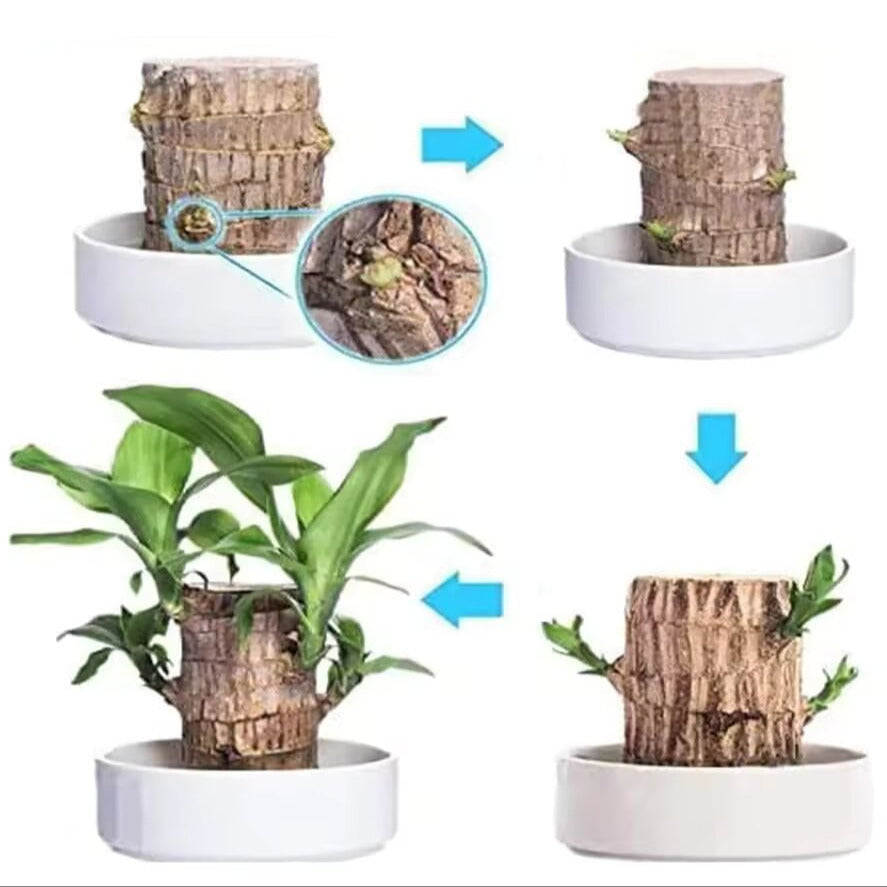 Skanto | Lucky Brazilian Wood Plant