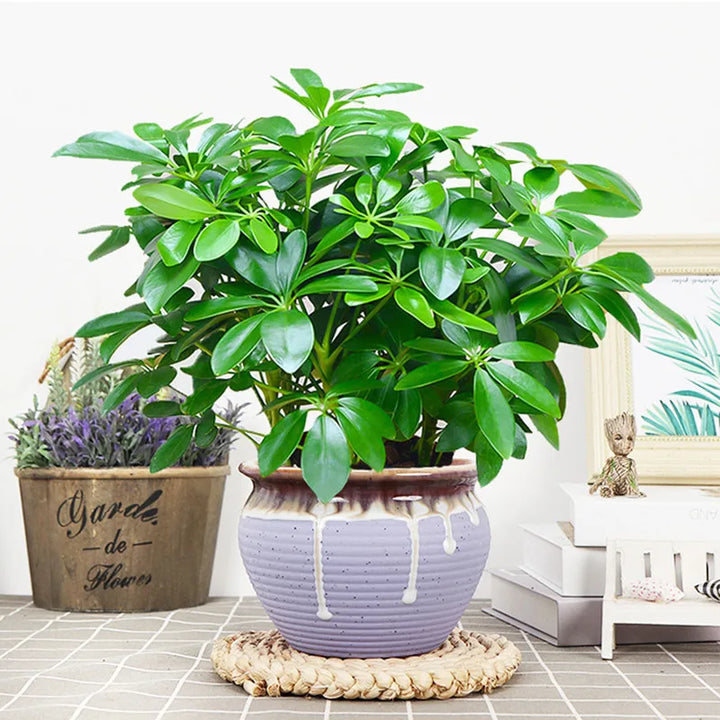 Skanto | Kunstig Plante EverLeaf 33 | 33 cm | Med Stilken & Blader | Lavt vedlikehold Dekor for Hjem & Kontor