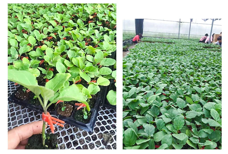 Skanto | Plastforbedringsklips for hageplanter – Ideell for grønnsaker og plantepleie