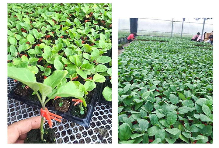 Skanto | Plastforbedringsklips for hageplanter – Ideell for grønnsaker og plantepleie