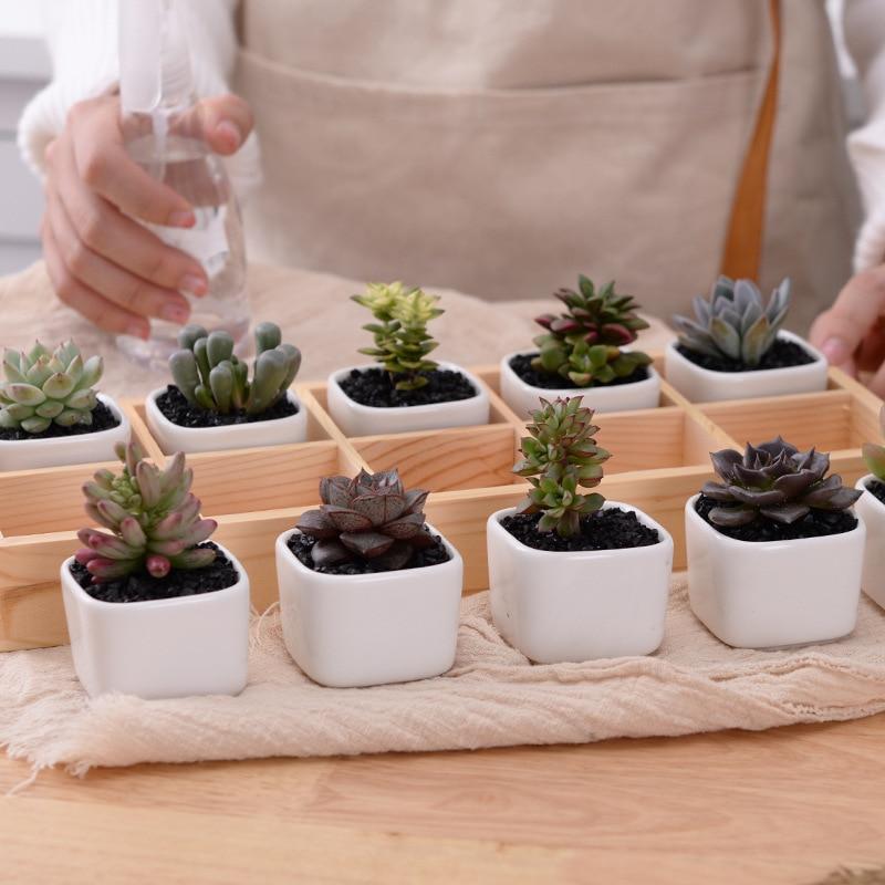 Skanto | Mini Planter Tray Set