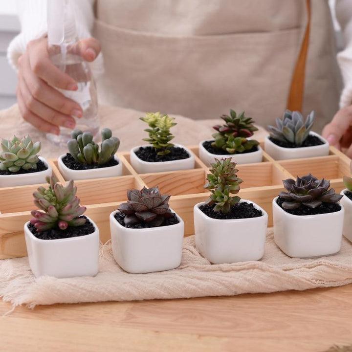 Skanto | Mini Planter Tray Set
