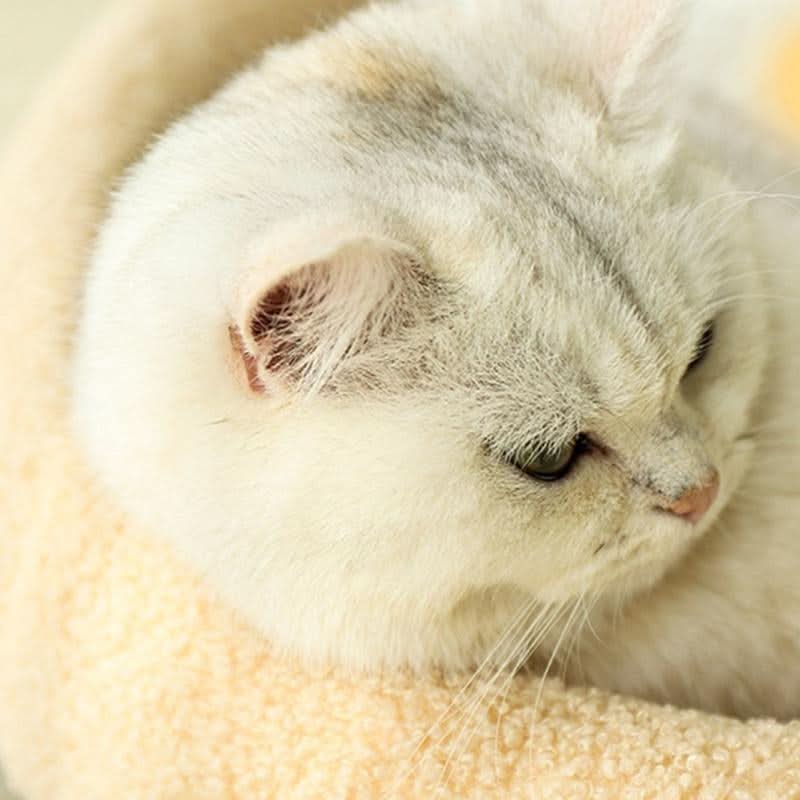 Skanto | MeowHaven Rede – Stilig Katt Seng med Kloreområde & Kosepute