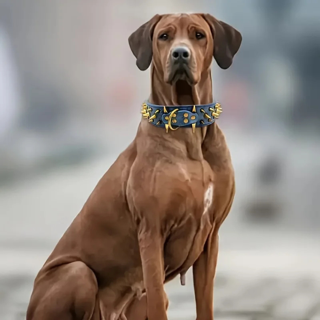 Hundehalsbånd med nagler for store hunder Skanto