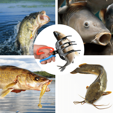 Skanto | en fiskekontrolltang i metall