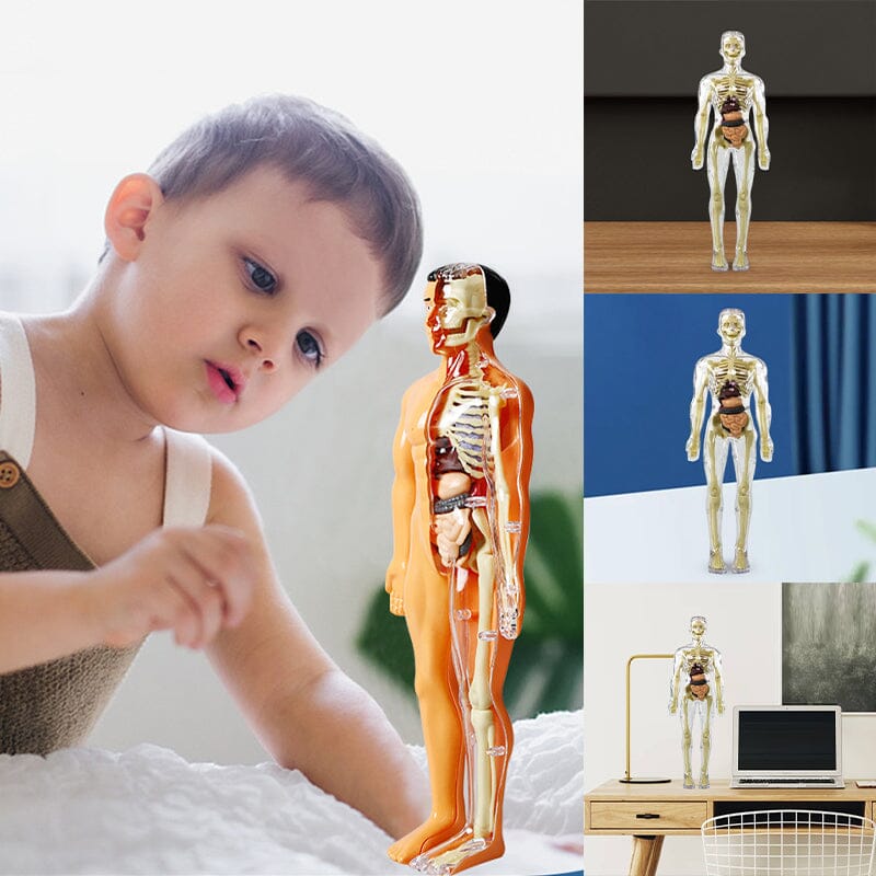 Skanto | 3D menneskekropp torso-modell for barn anatomi modell skjelett
