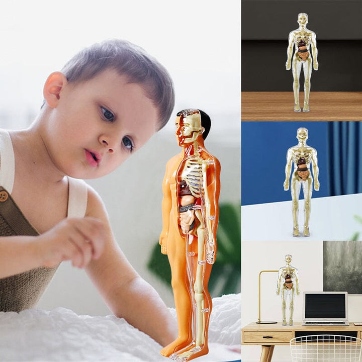 Skanto | 3D menneskekropp torso-modell for barn anatomi modell skjelett