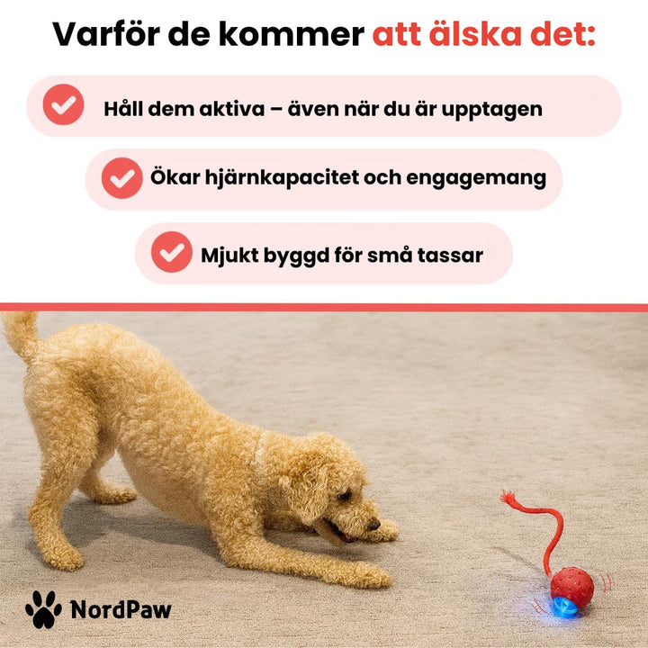 Skanto | PawTail | Speedy Tail Hund Jakke Lett Vannavstøtende Pustende