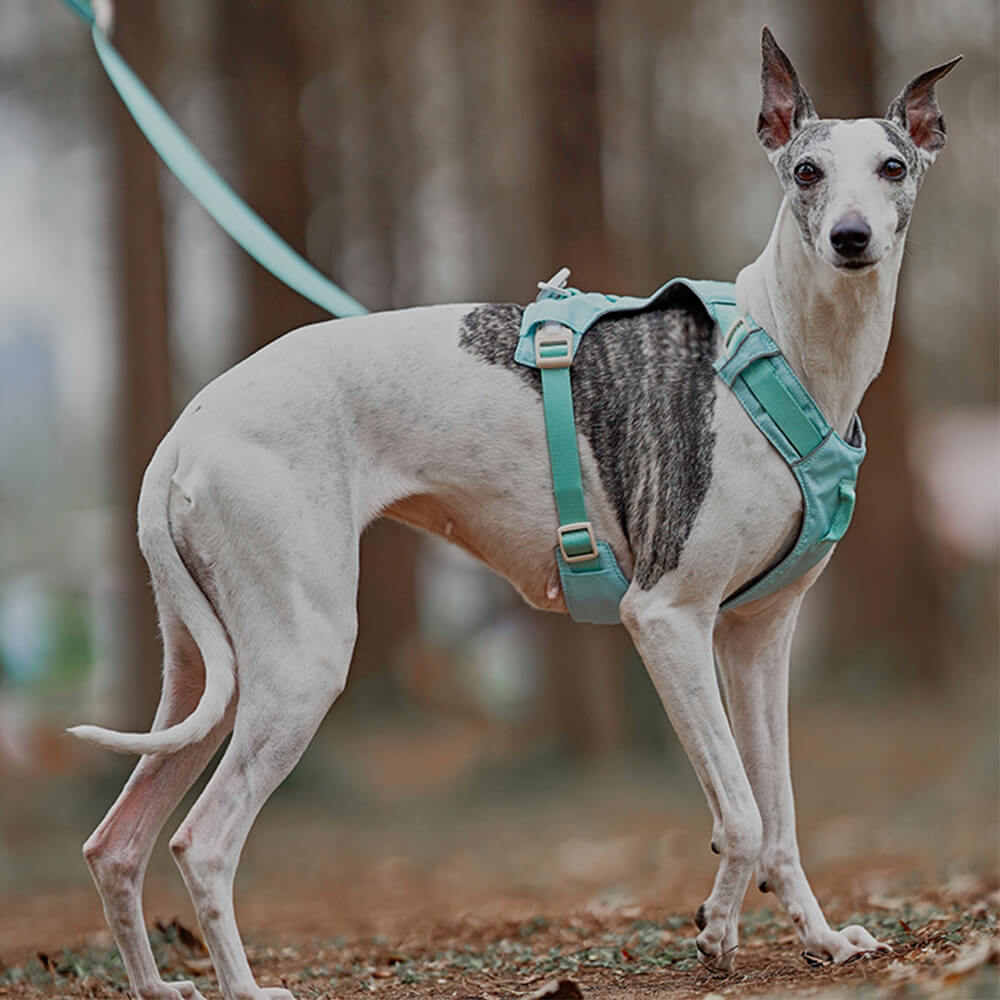 AquaCool - Anti-Pull Hundesele med Multifunksjonelt Båndskål