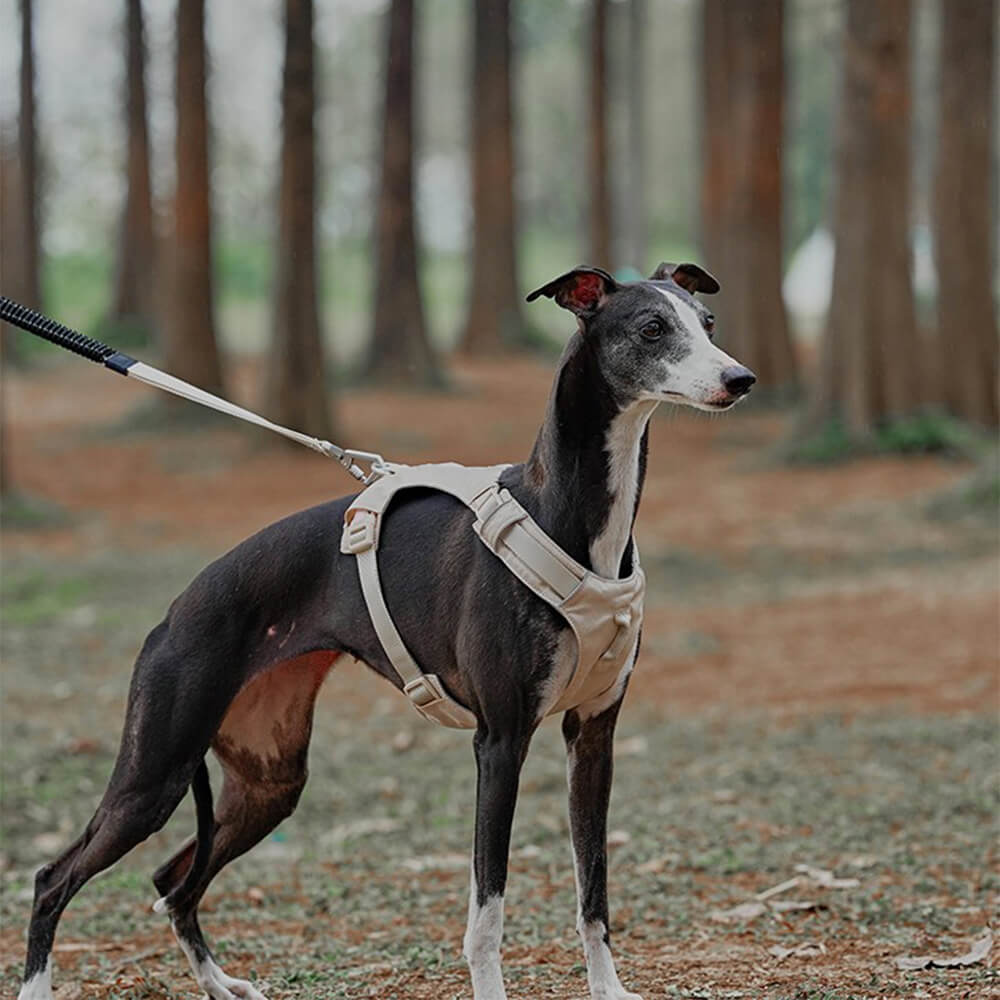 AquaCool - Anti-Pull Hundesele med Multifunksjonelt Båndskål