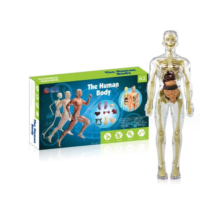 Skanto | 3D menneskekropp torso-modell for barn anatomi modell skjelett