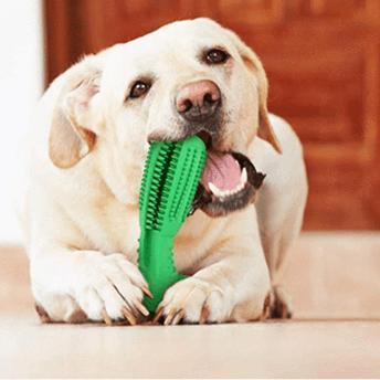 Skanto | Bite n Brush Pet Tannbørste