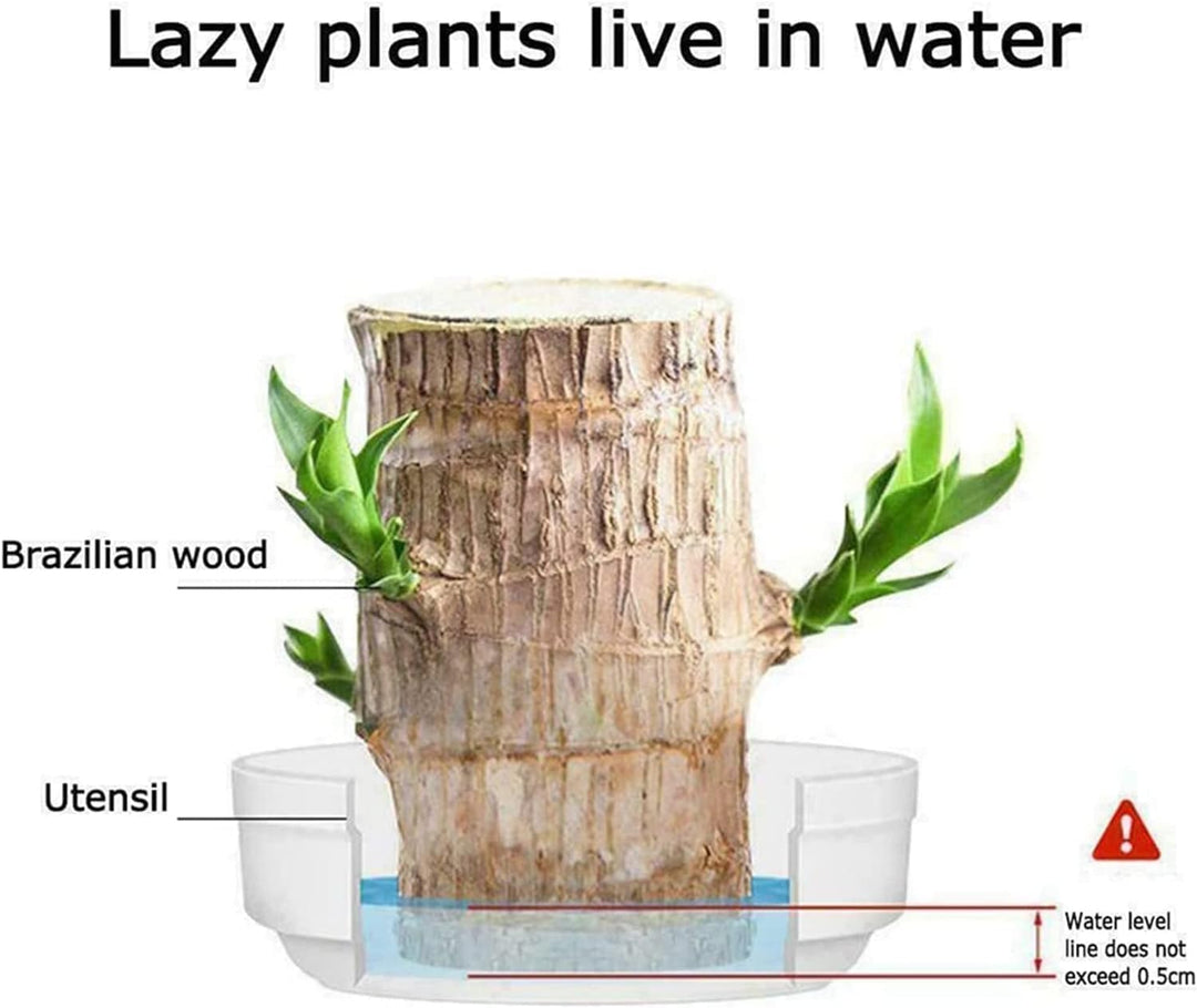Skanto | Lucky Brazil Wood Potted Plant