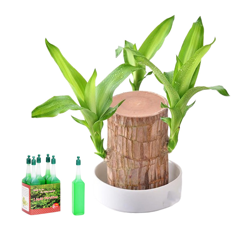 Skanto | Lucky Brazil Wood Potted Plant