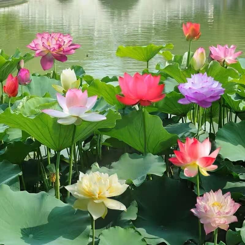 Skanto | Lotusblumen-Samen | Wasserbonsai für Teich und Balkon