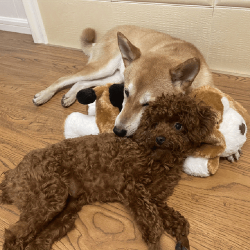 Skanto | Snuggle Puppy - Angsts- og ensomhetsdempende kosedyr