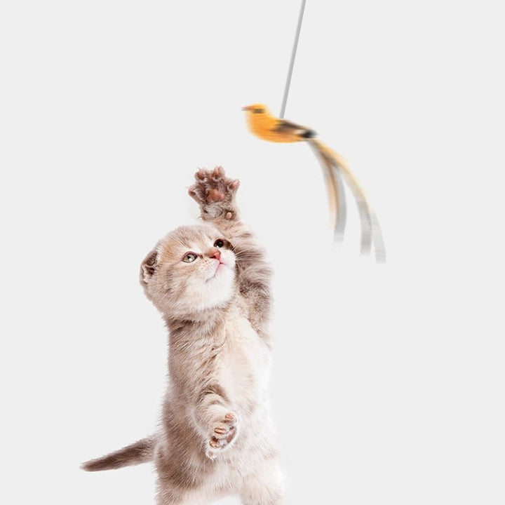 Skanto | Katt leke - HunterCat™