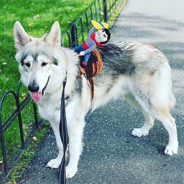 Skanto | Cowboy Rytter Hund Kostyme