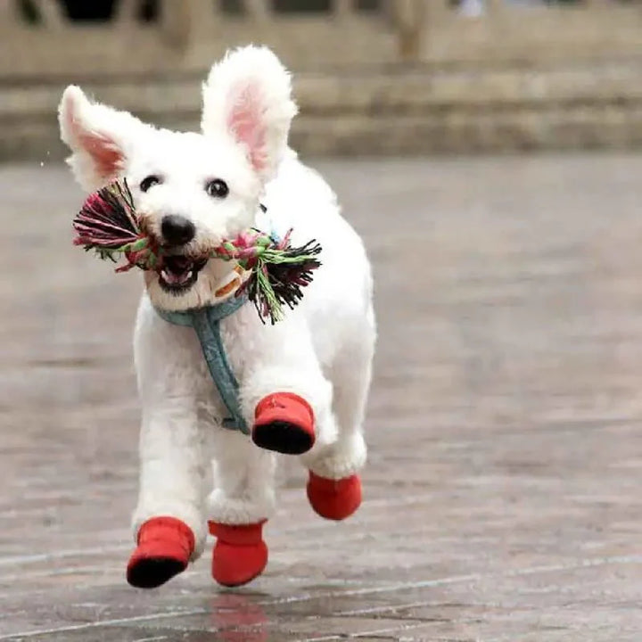 CozyPaws • Vanntette støvler for hund