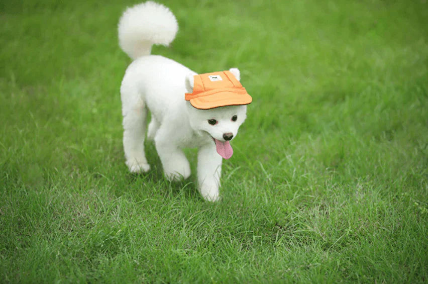 PawShade Pet Cap – Rund Skjermstil Skanto
