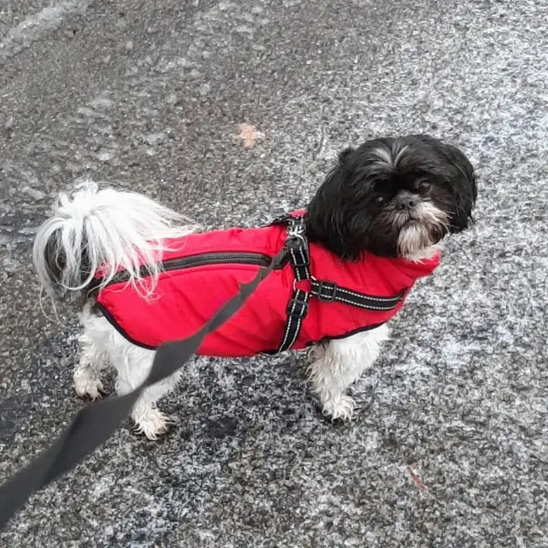 Skanto | Vanntett hundejakke for vinter med reflekterende innebygd sele