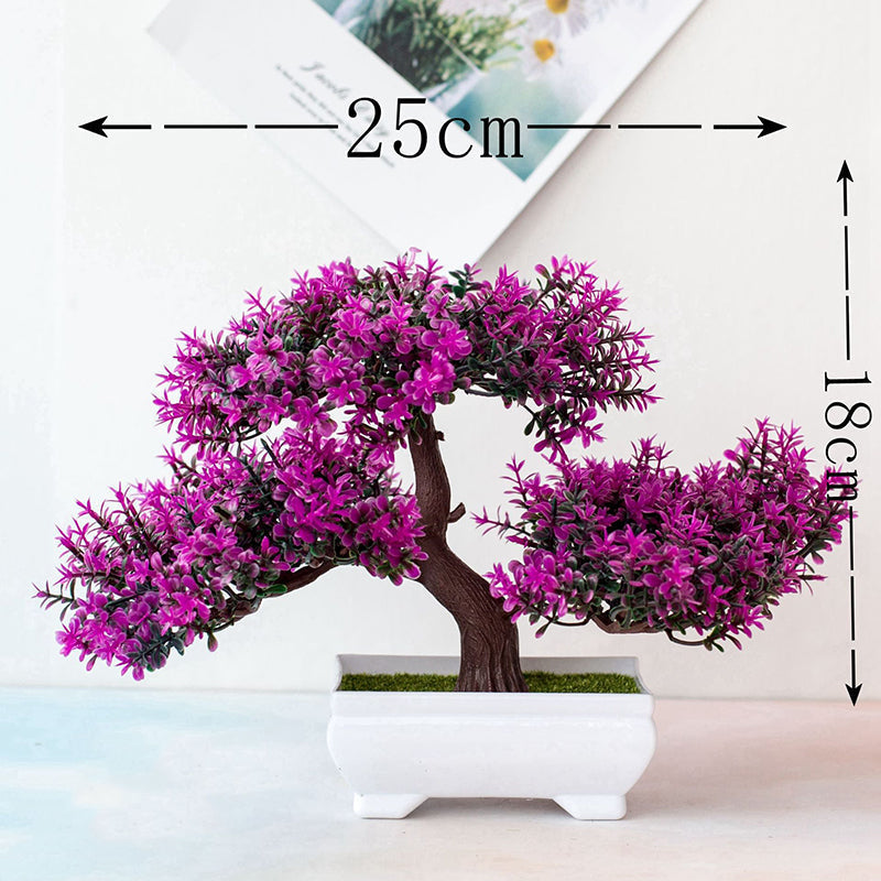 Skanto | Plante Bonsai