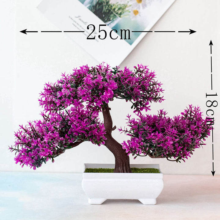 Skanto | Plante Bonsai