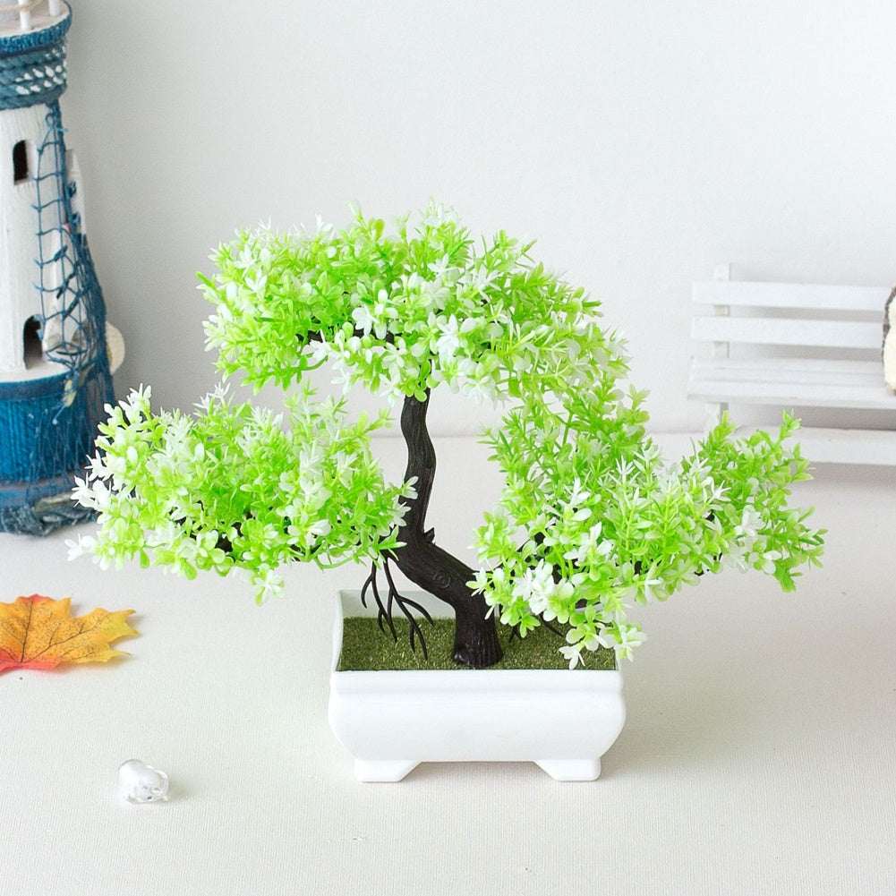 Skanto | Plante Bonsai
