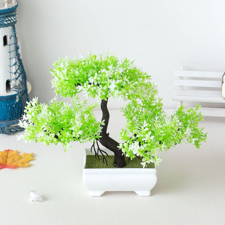 Skanto | Plante Bonsai