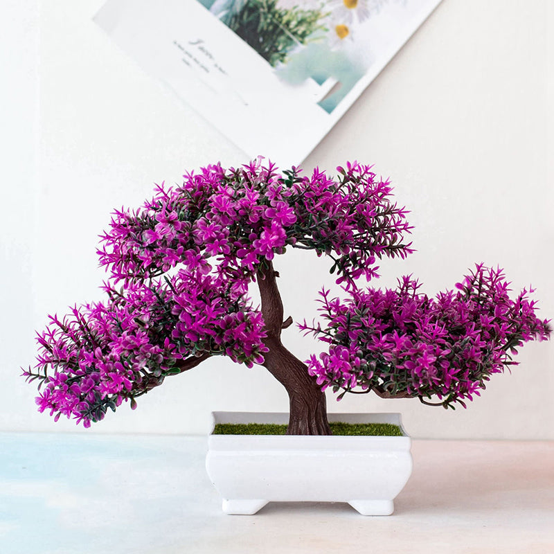 Skanto | Plante Bonsai