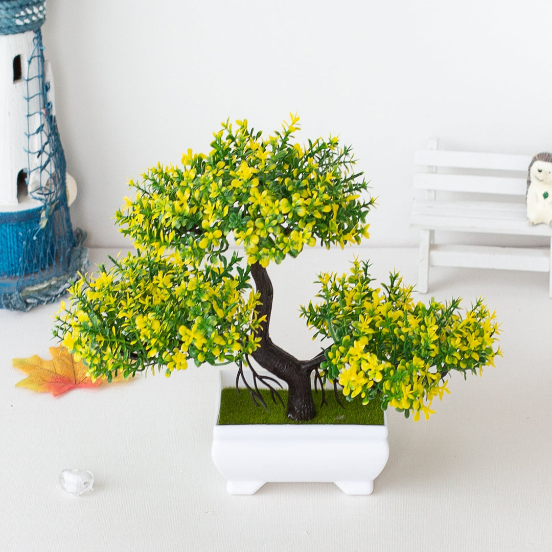 Skanto | Plante Bonsai