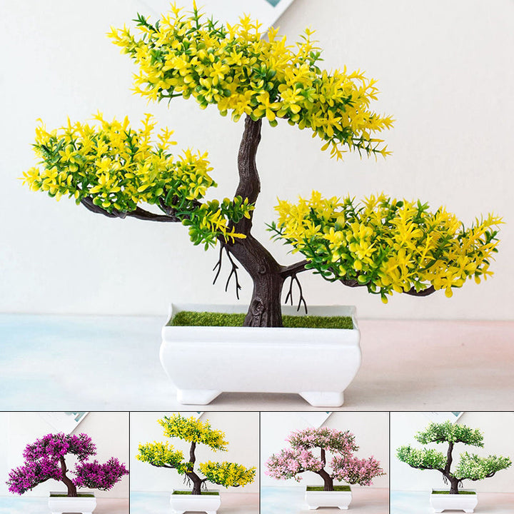 Skanto | Plante Bonsai