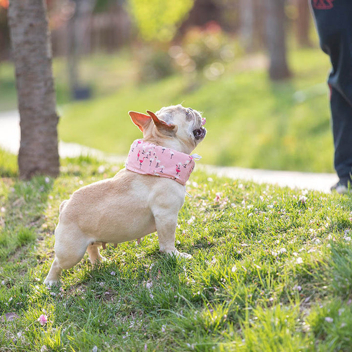 Frenchie Sommer Kjøleskjerf Anti-Varmehjerneslag | Skanto