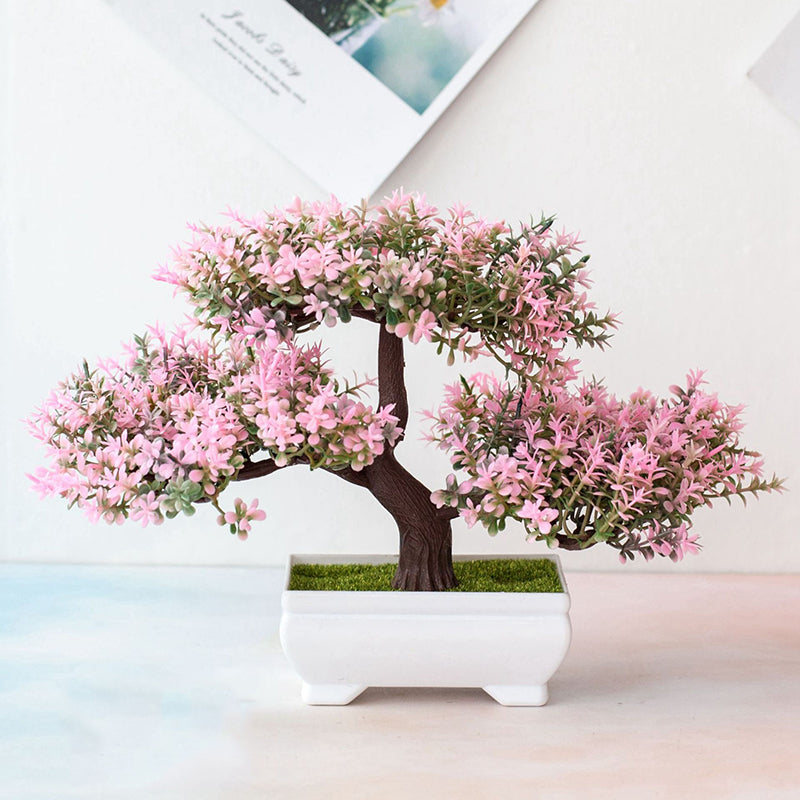 Skanto | Plante Bonsai