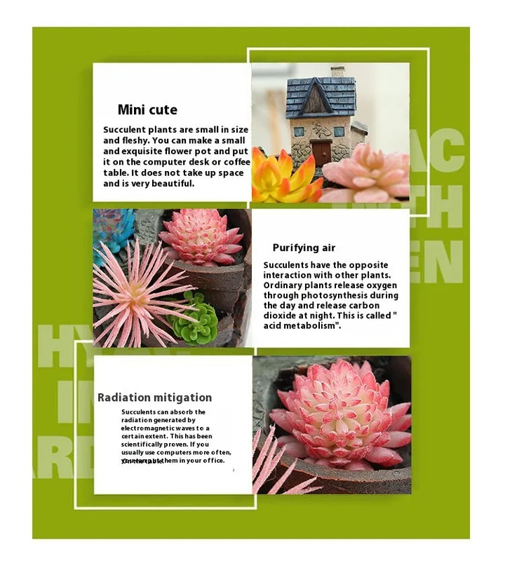 Skanto | Saftig dekorativ blomsterpotte for mini hage – Bonsai plantepotte for mikrolandskap og hage