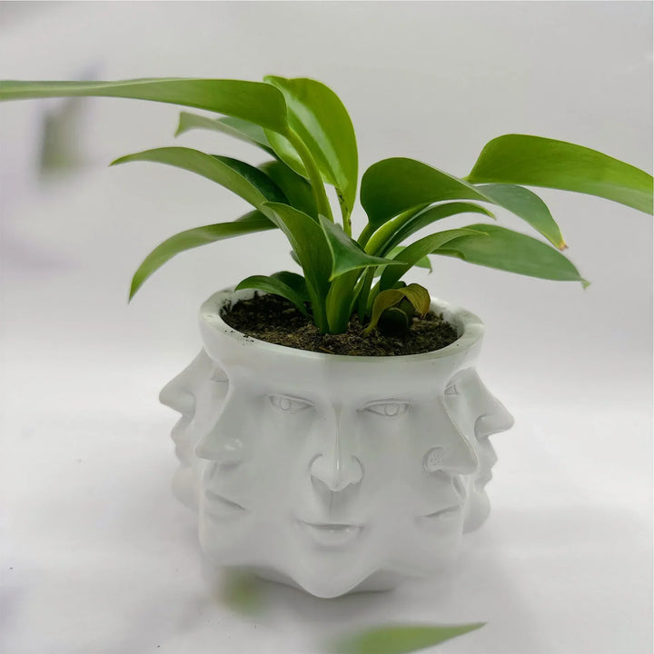 Frendorf | FaceBloom 3D Ansiktsplante