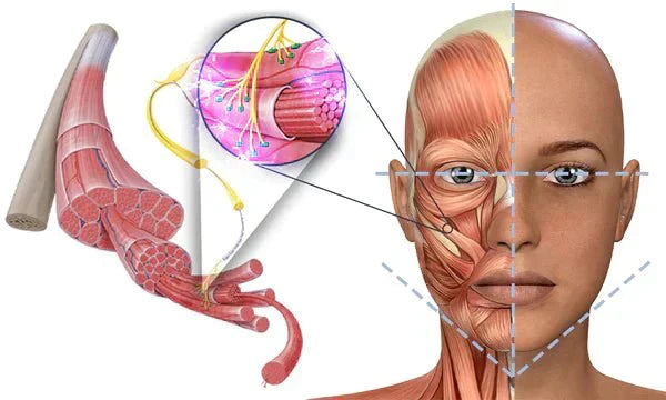 Skanto | GFOUK EMSculpt Slappende V-Ansikt Skjønnhetsapparat