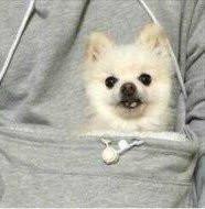The Doggie Kangaroo Hoodie | Skanto