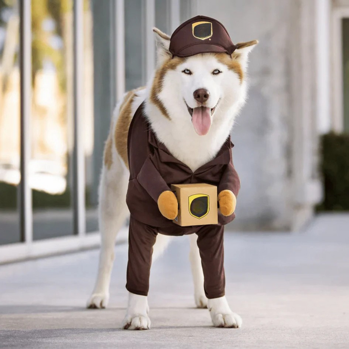 Skanto | Halloween Hund Kostyme Leveranse Outfit
