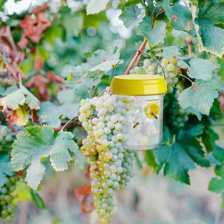 Skanto | Insekt Fruktfluefeller