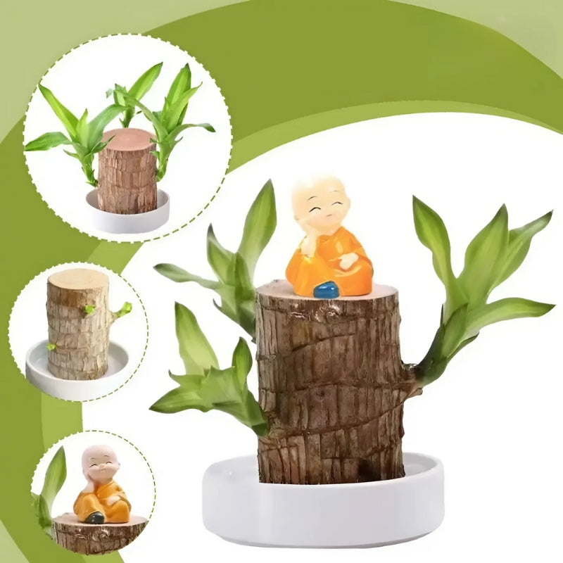 Skanto | Lucky Brazilian Wood Plant