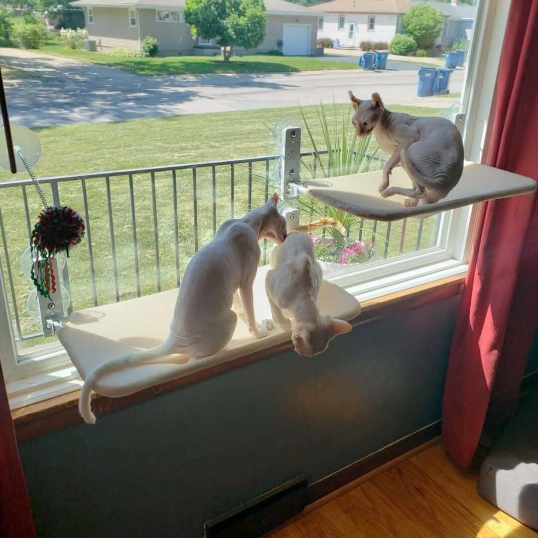 PAWPERCH – Faltbare Fensterhängematte für Katzen mit Aussicht og Komfort