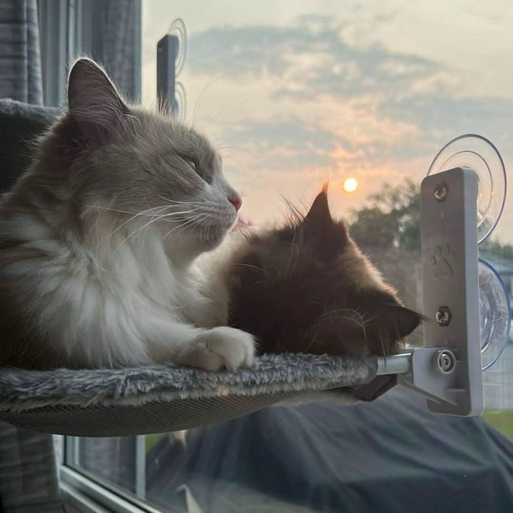 PAWPERCH – Faltbare Fensterhängematte für Katzen mit Aussicht og Komfort