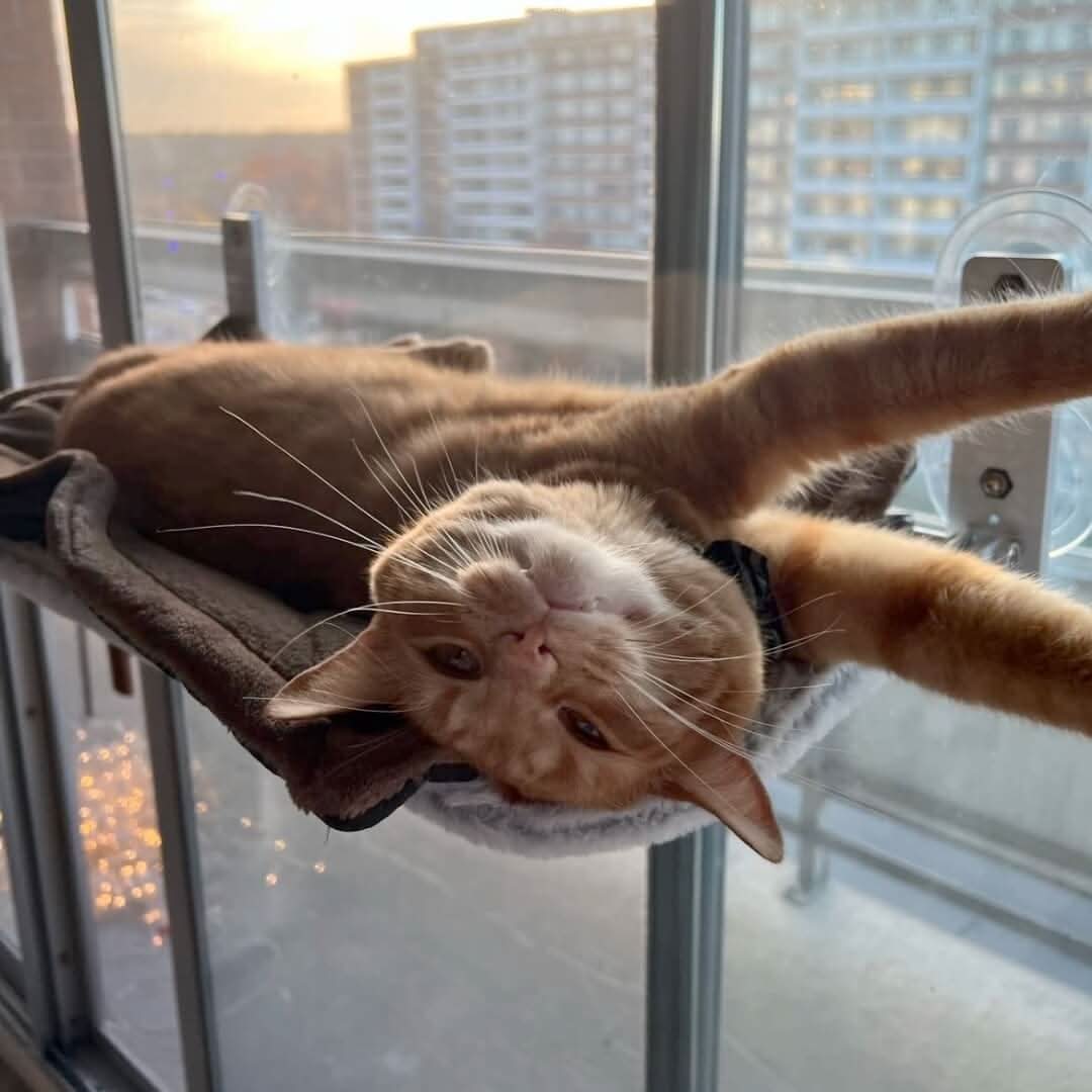 PAWPERCH – Faltbare Fensterhängematte für Katzen mit Aussicht og Komfort