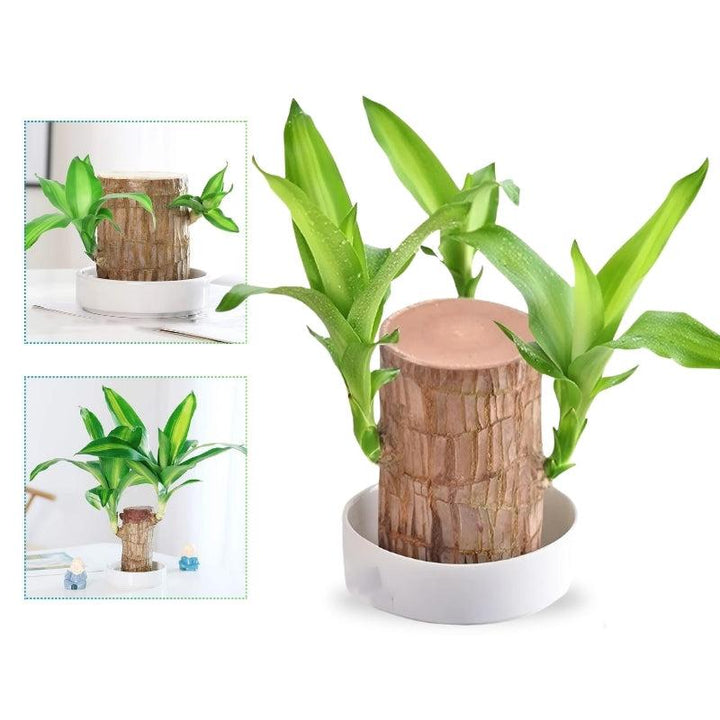 Skanto | Lucky Brazilian Wood Plant