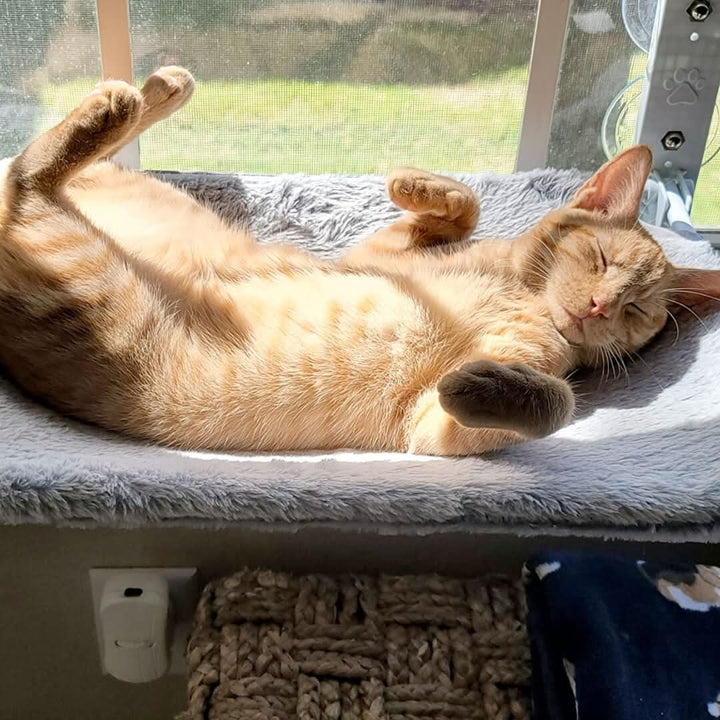 PAWPERCH – Faltbare Fensterhängematte für Katzen mit Aussicht og Komfort