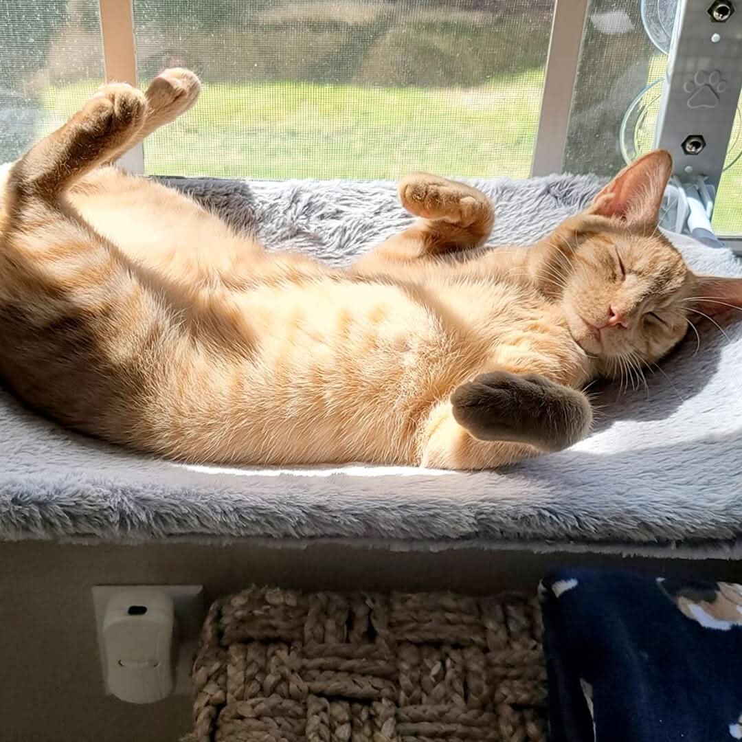 PAWPERCH – Faltbare Fensterhängematte für Katzen mit Aussicht og Komfort